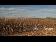 Maize Harvestor Unloads 3 1557